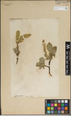 Foto von Salix lanata L.